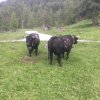 Inalpe 2018